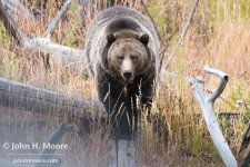 grizzly-walks-log_5762_small.jpg