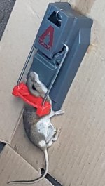 T4R Mouse (2).jpg