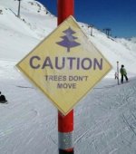 trees.jpg