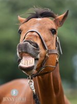 horseface.jpg