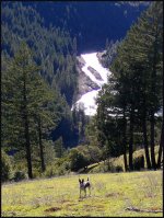 Blacktail Shed Hunt.jpg