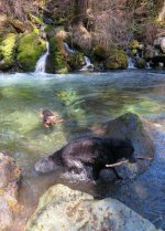 Dog Hole.jpg