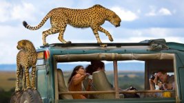 Cheetah.jpg