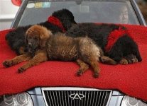 car.JPG