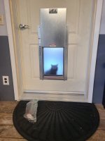 Cat.jpg