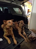 20210228 26 tray dogs resized 600.jpg