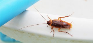 cockroach.jpg