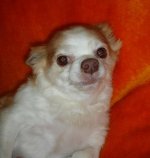 dogtiny.jpg