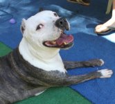 Pitbull.jpg