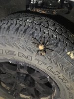 tarantula.jpg