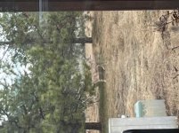 Deer March 2024.jpg