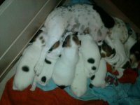 Paris8puppies.jpg