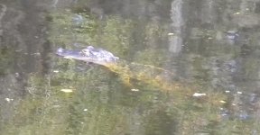 Baby_Gator_Deep_Creek.jpg