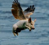 when%20pigs%20fly.jpg