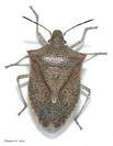 stinkbug.jpg
