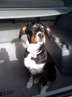 BELLA1.jpg