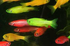 radioactive fish.jpg