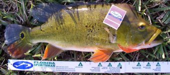 bass tourney peacock a.jpg