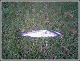 snook.jpg