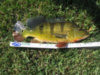 6.5lbs dade.jpg