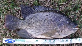 fort myers dec,16,2005 , 4.5 lb tilapia.jpg