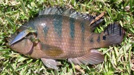 fish.jpg