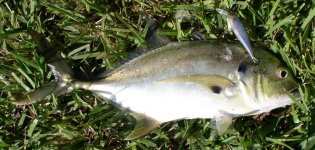 another jack from the canal 001.jpg