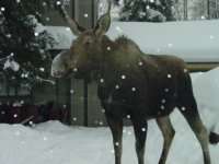 driveway moose.jpg