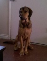 Ranger sitting by door.jpg