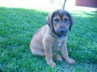 2011 Puppies 043.jpg