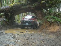 red runner under cedar tree.jpg