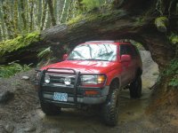 red runner under cedar tree II.jpg