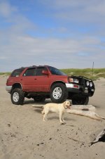 stong dog2.jpg stong dog2.jpg