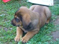 2011 Puppies 015.jpg