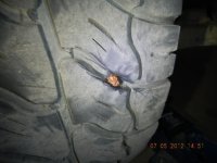 nail 1h.JPG