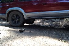 IMG_2420.jpg