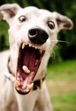 a.aaa-Funny-Dog-Face.jpg