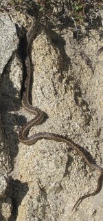 big snake.jpg