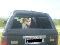 dog1.jpg