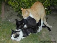 82161762_g3v4X4Xq_menage_a_trois.jpg