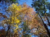 leaves.jpg