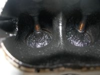 carbon caked-intake-valves.jpg