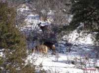 deer2.JPG