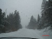 forest rd nm.JPG