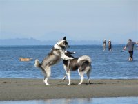 Aug._20th_Leo_and_Sadie_in_White_Rock_038.jpg