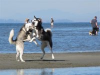 Aug._20th_Leo_and_Sadie_in_White_Rock_040.jpg