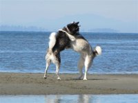 Aug._20th_Leo_and_Sadie_in_White_Rock_048.jpg