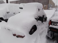 0beetle.jpg
