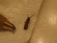 IMG_3408.JPG