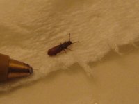 IMG_3405.JPG